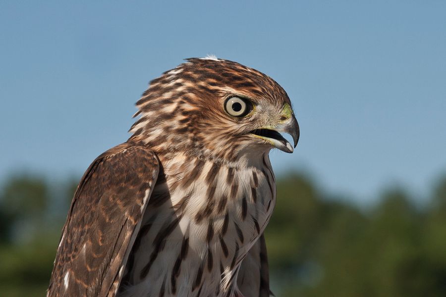 Cooper's Hawk Kiptopeke Hawk Banding Station, VA IMG_6659