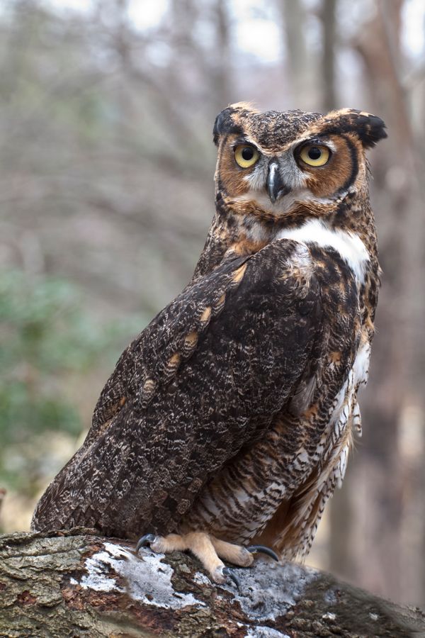 Great Horned Owl (Rehab) Meadowlark Nature Photo Expo 2009 IMG_3550