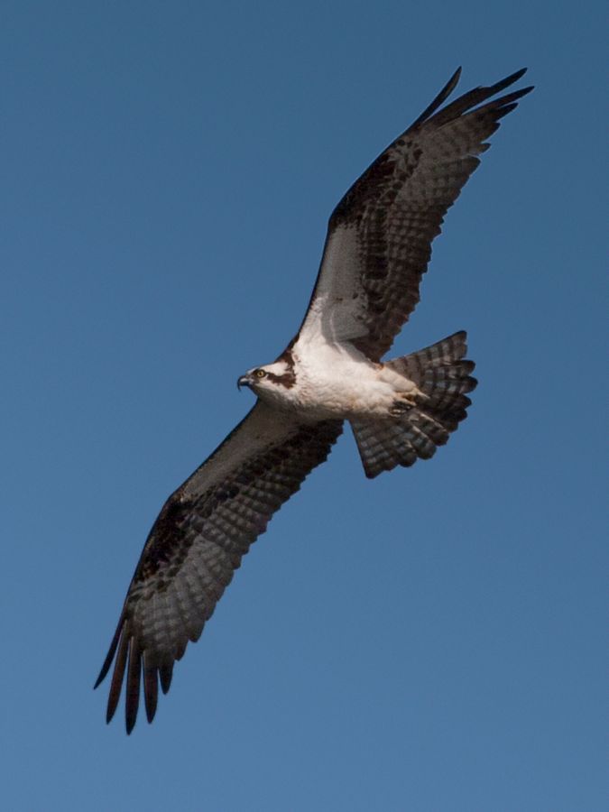 Osprey James River, VA IMG_3585