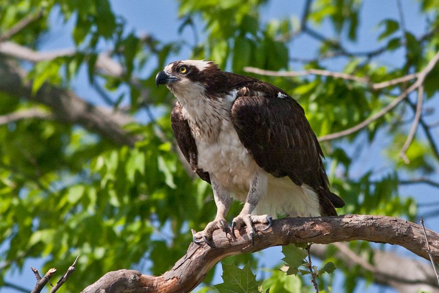 Osprey James River, VA IMG_3681