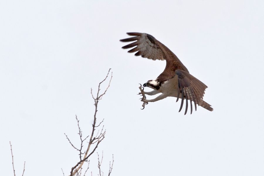 Osprey Rookery Richmond, VA IMG_2656