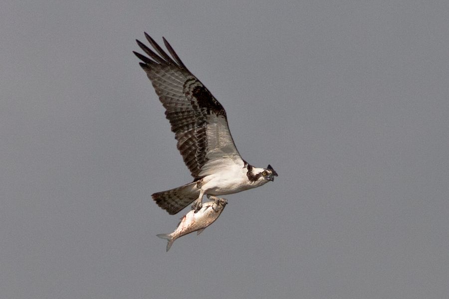 Osprey Suggetts Point, VA IMG_4824