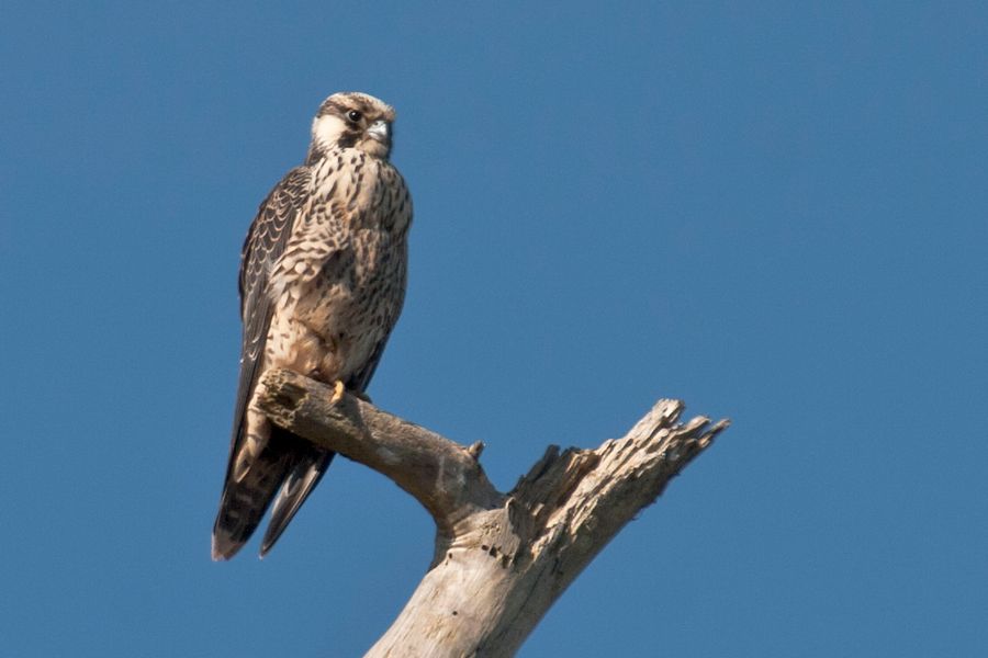 Peregrine Falcon Chincoteague NWR, VA IMG_6668