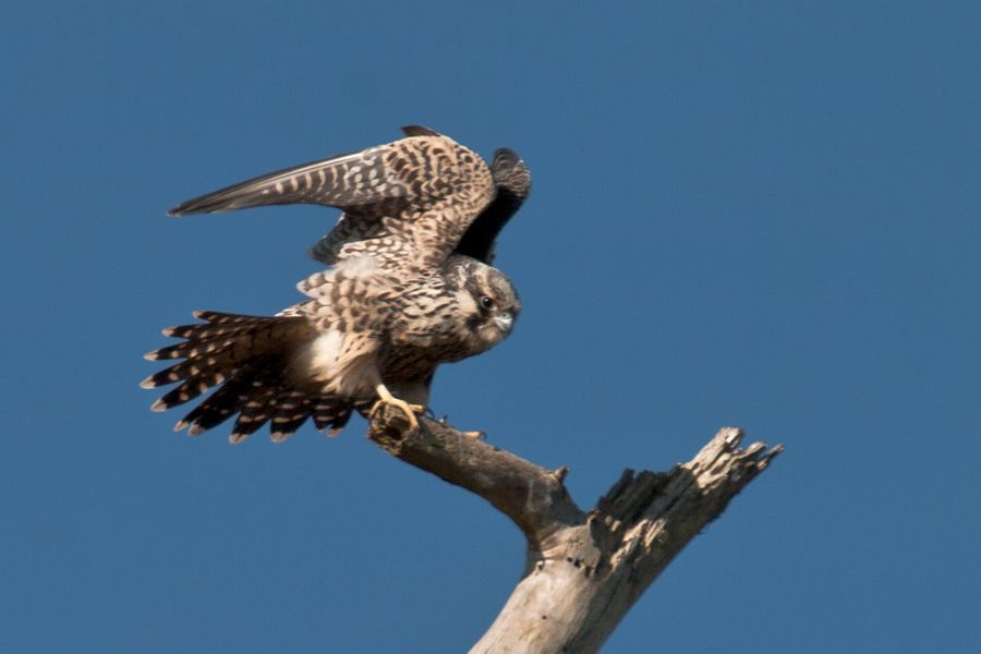 Peregrine Falcon Chincoteague NWR, VA IMG_6683