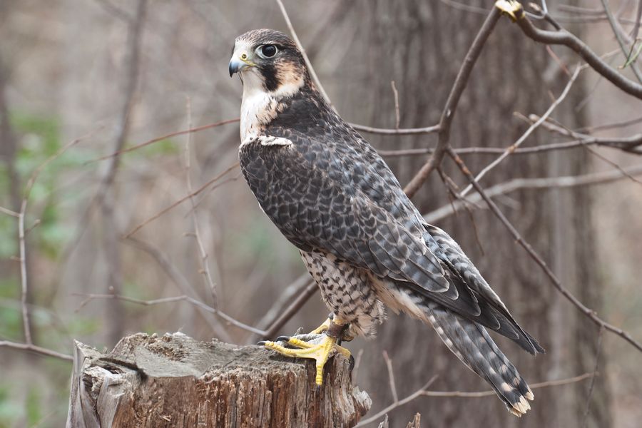 Peregrine Falcon Hybrid (Rehab) Meadowlark Nature Photo Expo 2009 IMG_3446