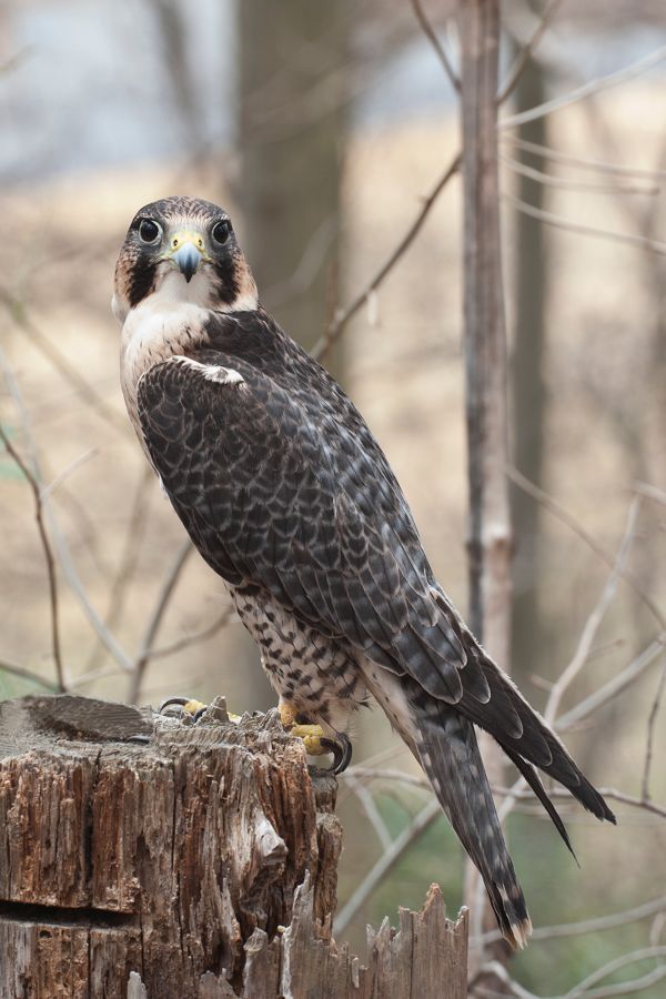 Peregrine Falcon Hybrid (Rehab) Meadowlark Nature Photo Expo 2009 IMG_3489