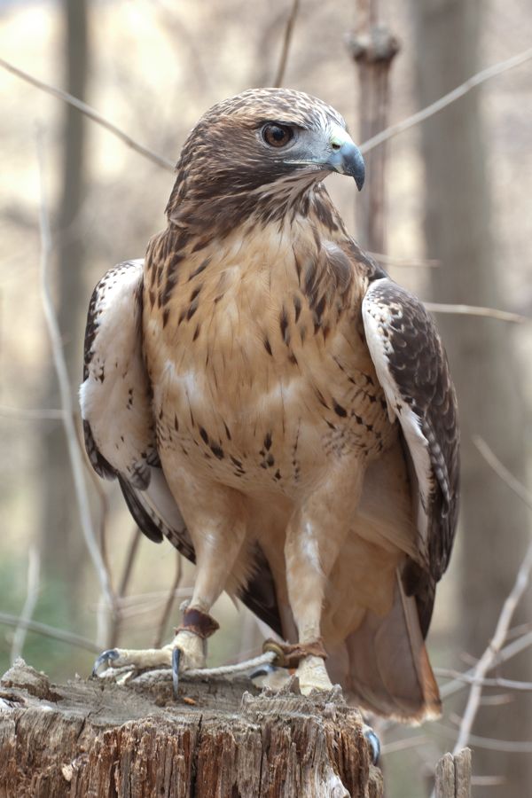 Red-tailed Hawk (Rehab) Meadowlark Nature Photo Expo 2009 IMG_3144 