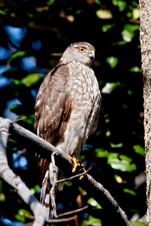 Sharp-shinned Hawk Immature Glen Allen, VA IMG_8156