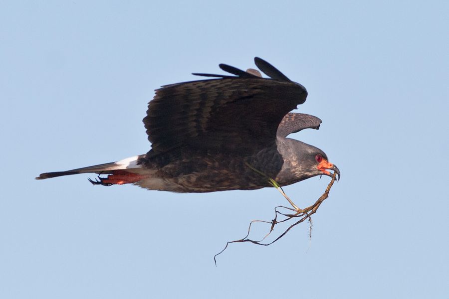 Snail Kite Lake Tohopekaliga, FL IMG_6526 