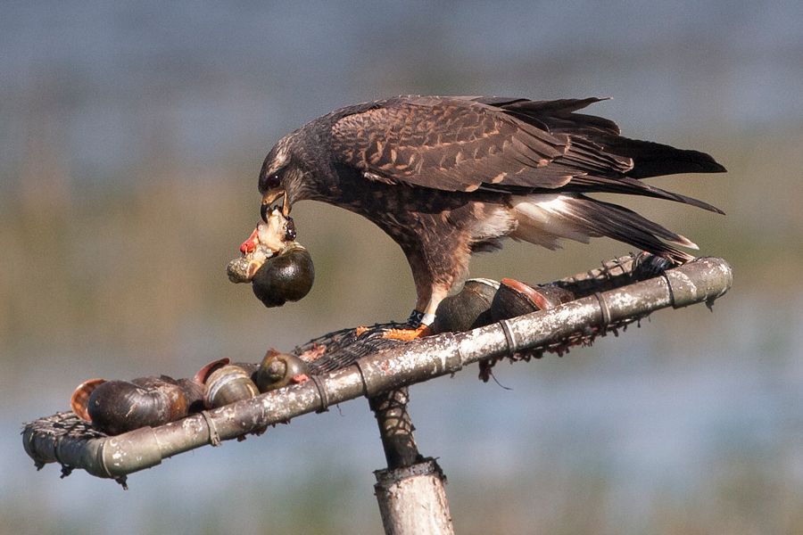 Snail Kite Lake Tohopekaliga, FL IMG_7013