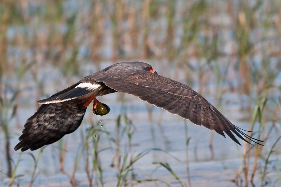 Snail Kite Lake Tohopekaliga, FL IMG_7055