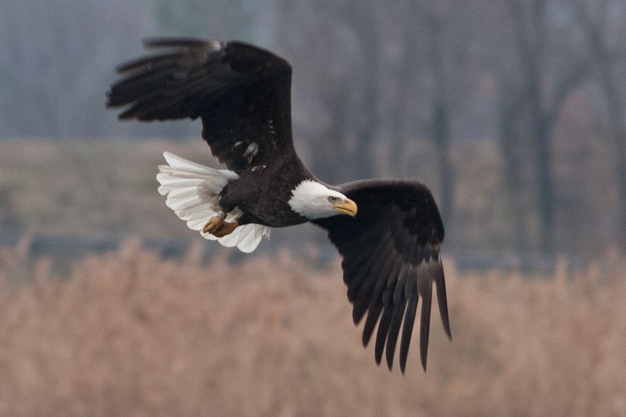 Bald Eagle Dutch Gap, VA IMG_0443 