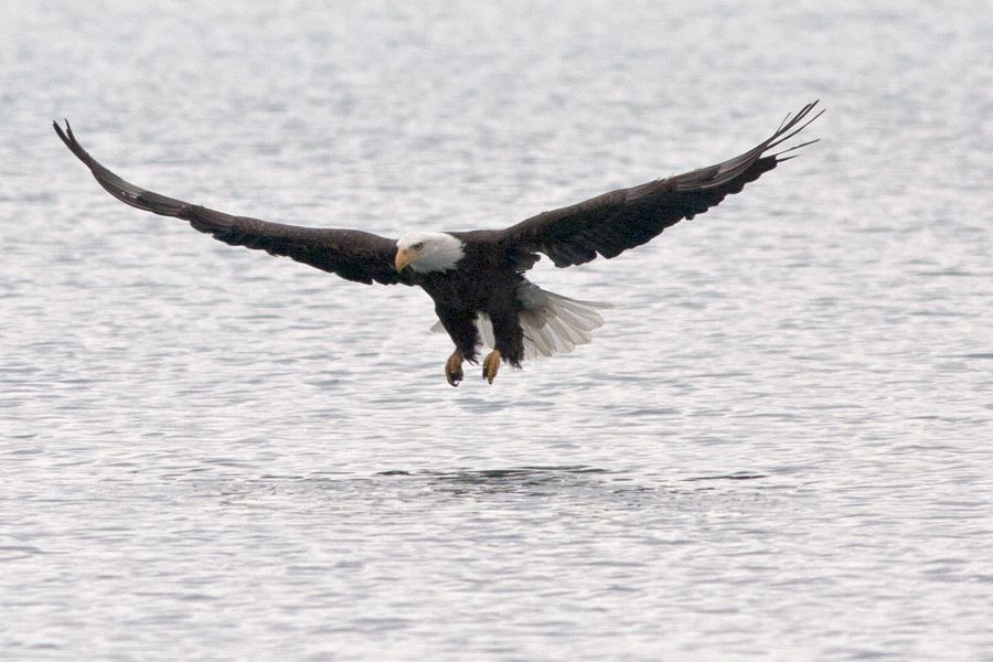 Bald Eagle Dutch Gap, VA IMG_0449