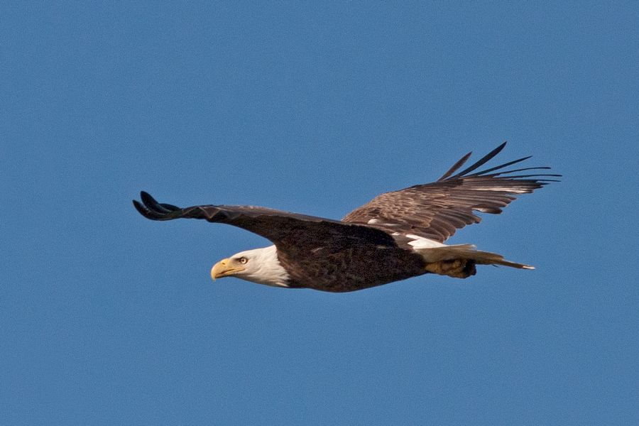 Bald Eagle James River, VA IMG_3447