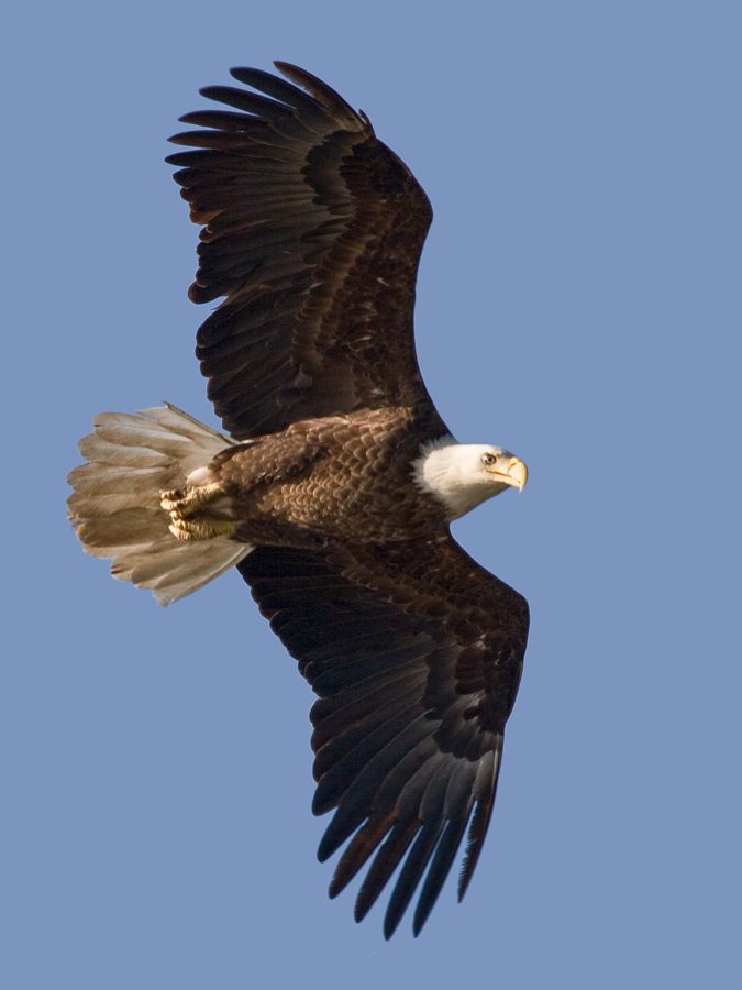 Bald Eagle James River, VA IMG_3451