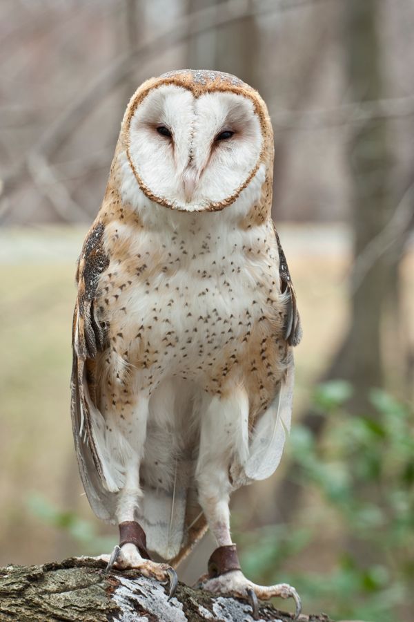 Barn Owl (Rehab) Meadowlark Nature Photo Expo 2009 IMG_3400