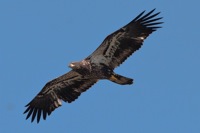 Bald Eagle (Immature) Chincoteague NWR, VA IMG_6621