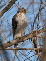 Cooper's Hawk Wetlands James River Park, VA IMG_2109