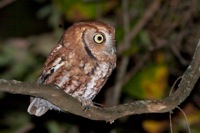 Eastern Screech-Owl False Cape State Park, VA IMG_7894