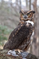 Great Horned Owl (Rehab) Meadowlark Nature Photo Expo 2009 IMG_3550