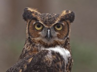 Great Horned Owl (Rehab) Meadowlark Nature Photo Expo 2009 IMG_3626