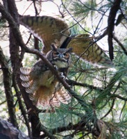 Great Horned Owl Immature Bryan Park, VA IMG_ 6479