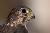 Merlin Kiptopeke Hawk Banding Station, VA IMG_6696