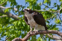 Osprey James River, VA IMG_3681