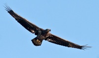 Bald Eagle (Immature) Lake Tohopekaliga, FL IMG_6511 