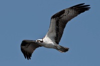 Osprey Lake Tohopekaliga, FL IMG_6766