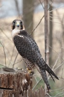 Peregrine Falcon Hybrid (Rehab) Meadowlark Nature Photo Expo 2009 IMG_3489