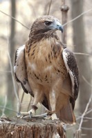 Red-tailed Hawk (Rehab) Meadowlark Nature Photo Expo 2009 IMG_3144