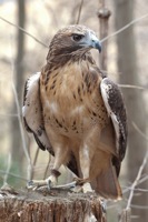 Red-tailed Hawk (Rehab) Meadowlark Nature Photo Expo 2009 IMG_3144 