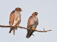 Red-tailed Hawks Richmond, VA IMG_4598