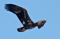 Bald Eagle (Immature) Lake Tohopekaliga, FL IMG_6512