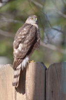 Sharp-shinned Hawk Glen Allen, VA IMG_8128