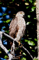 Sharp-shinned Hawk Immature Glen Allen, VA IMG_8156