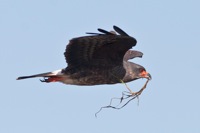 Snail Kite Lake Tohopekaliga, FL IMG_6526