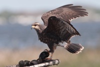 Snail Kite Lake Tohopekaliga, FL IMG_6888