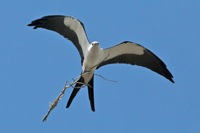 Swallow-tailed Kite Tosohatchee WMA, FL IMG_7299 