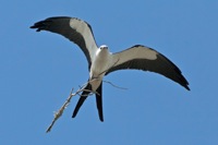 Swallow-tailed Kite Tosohatchee WMA, FL IMG_7299