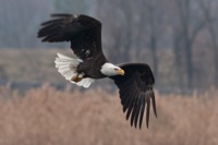 Bald Eagle Dutch Gap, VA IMG_0443