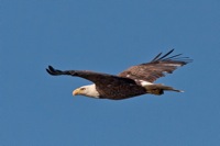 Bald Eagle James River, VA IMG_3447