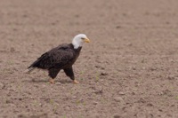 Bald Eagle near Prime Hook NWR, DE IMG_0573