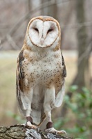 Barn Owl (Rehab) Meadowlark Nature Photo Expo 2009 IMG_3400