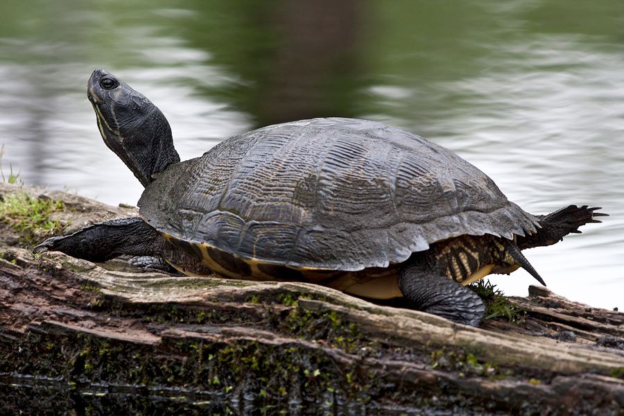 Yellow-Bellied Slider Merchants Mill Pond, NC IMG_4076