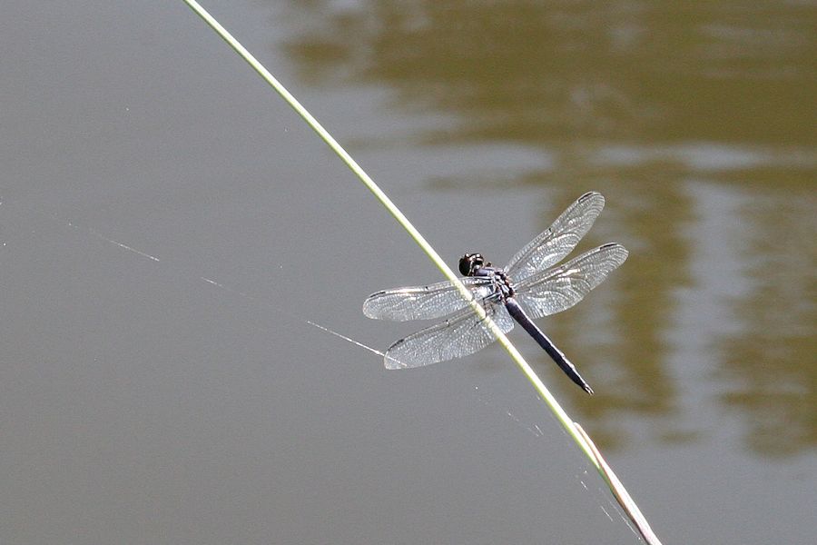 Slaty Skimmer Male Pocahontas State Park, VA IMG_0337