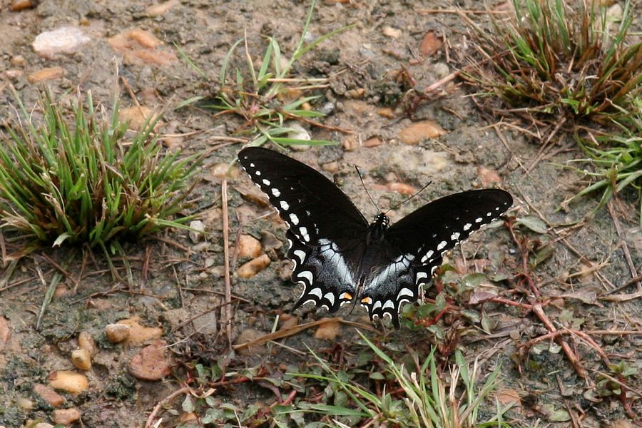 Spice Bush Longtail Male Pocahontas State Park, VA IMG_0357