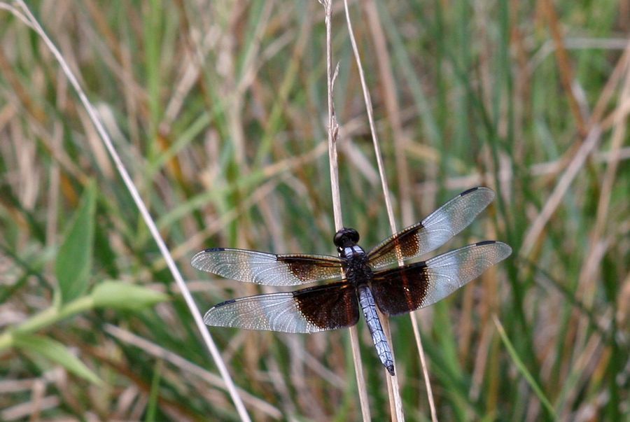 Widow Skimmer Male Pocahontas State Park, VA IMG_0348