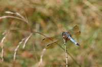 Blue Dasher Male Pocahontas State Park, VA IMG_0336